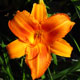 image de Hemerocallis