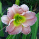 image de Hemerocallis