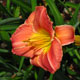 image de Hemerocallis