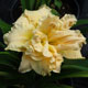 image de Hemerocallis