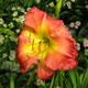 image de Hemerocallis