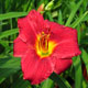 image de Hemerocallis