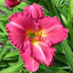 image de Hemerocallis