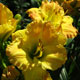 image de Hemerocallis