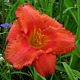 image de Hemerocallis