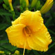 image de Hemerocallis