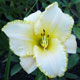 image de Hemerocallis