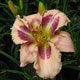 image de Hemerocallis