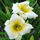 image de Hemerocallis