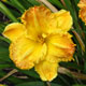 image de Hemerocallis