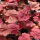 image de Heuchera x