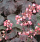 image de Heuchera x