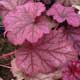 image de Heuchera x