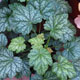 image de Heuchera x