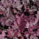 image de Heuchera x