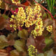 image de Heuchera x