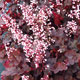 image de Heuchera x