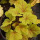 image de Heuchera x