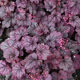 image de Heuchera x