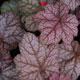 image de Heuchera x