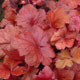 image de Heuchera x