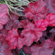 image de Heuchera x