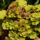 image de Heuchera