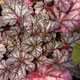 image de Heuchera x