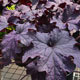 image de Heuchera