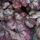 image de Heuchera x