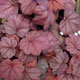 image de Heuchera x