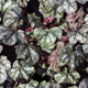 image de Heuchera x