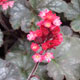 image de Heuchera x