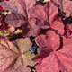 image de Heuchera x