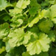 image de Heuchera