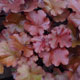 image de Heuchera x