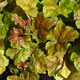 image de Heuchera x