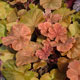 image de Heuchera x