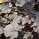 image de Heuchera villosa