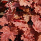 image de Heuchera x