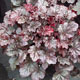 image de Heuchera x