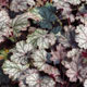 image de Heuchera x