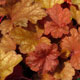 image de Heuchera x