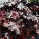 image de Heuchera x