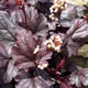 image de Heuchera x