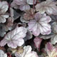 image de Heuchera x