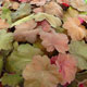 image de Heuchera x