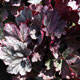 image de Heuchera x