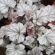 image de Heuchera x