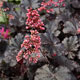 image de Heuchera x